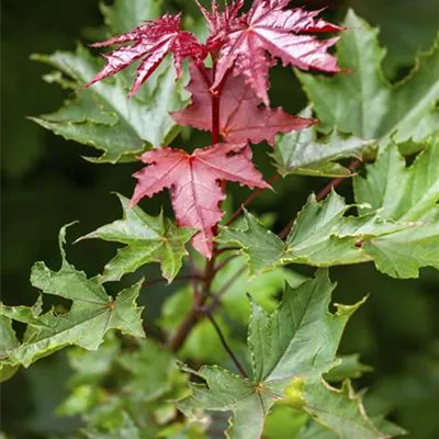 H 3xv mDb 10- 12 - Spitzahorn 'Crimson Sentry' - Acer platanoides 'Crimson Sentry' - Collection