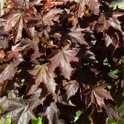 H 3xv mDb 10- 12 - Roter Spitzahorn 'Crimson King' - Acer platanoides 'Crimson King' - Collection