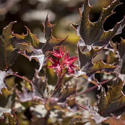 Sol 3xv mDb 200- 250 - Roter Spitzahorn 'Faassen's Black' - Acer platanoides 'Faassen's Black' - Collection