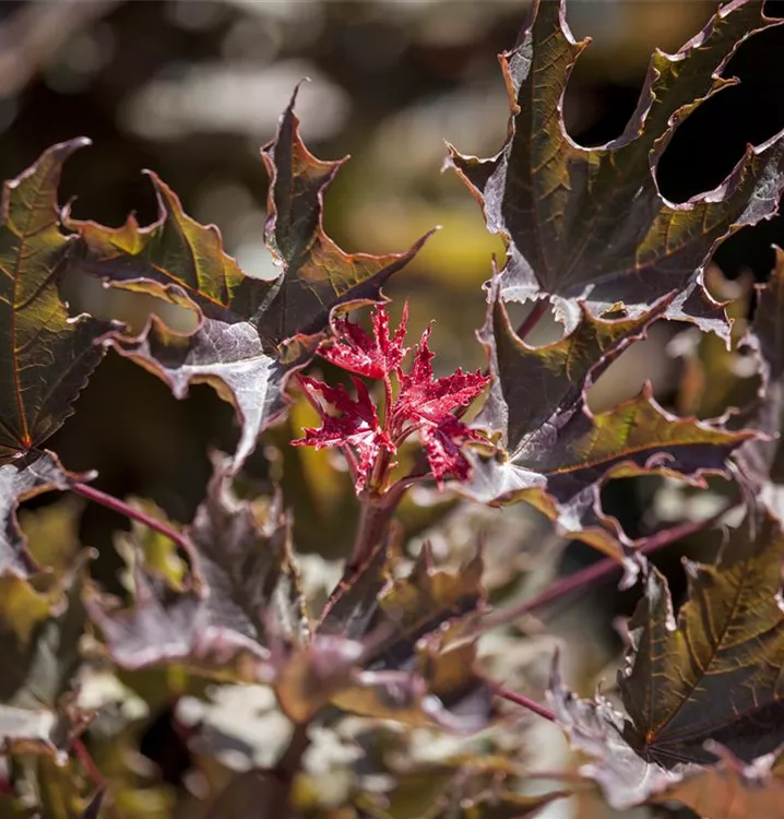 Roter Spitzahorn 'Faassen's Black' - Acer platanoides 'Faassen's Black' - Collection