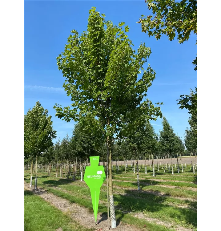 Kegelförmiger Spitzahorn 'Emerald Queen' - Acer platanoides 'Emerald Queen' - Collection