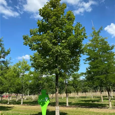 Sol Baum 4xv mDb 200-300 x 500-700 35- 40 - Kegelförmiger Spitzahorn 'Emerald Queen' - Acer platanoides 'Emerald Queen' - Collection