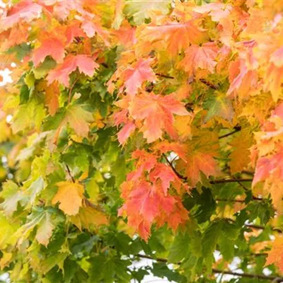 H 3xv mDb 10- 12 - Spitzahorn 'Autumn Blaze' - Acer platanoides 'Autumn Blaze' - Collection