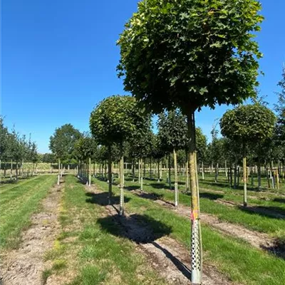 Sol 3xv mDb 100-150 x 100- 125 - Kugelahorn 'Globosum' - Acer platanoides 'Globosum' - Collection