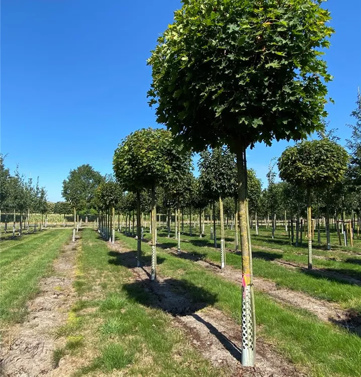 Kugelahorn 'Globosum' - Acer platanoides 'Globosum' - Collection