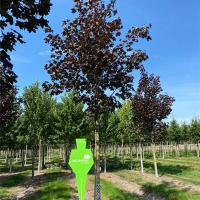 H 4xv mDb 20- 25 - Oregon-Blutahorn 'Royal Red' - Acer platanoides 'Royal Red' - Collection