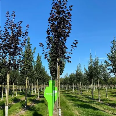 H 3xv mDb 10- 12 - Oregon-Blutahorn 'Royal Red' - Acer platanoides 'Royal Red' - Collection