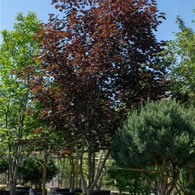 Sol 500-600, Nr. 22.53A, 1350 - Oregon-Blutahorn 'Royal Red' - Acer platanoides 'Royal Red' - Collection