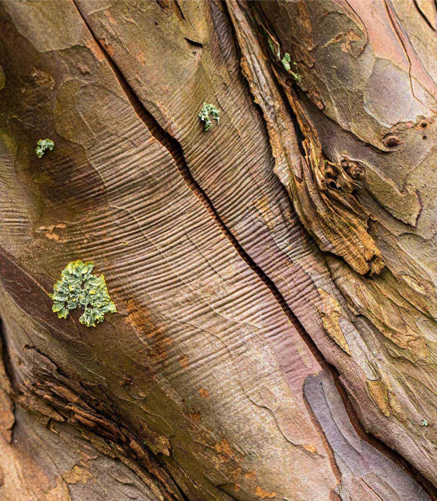 Acer pseudoplatanus - Collection