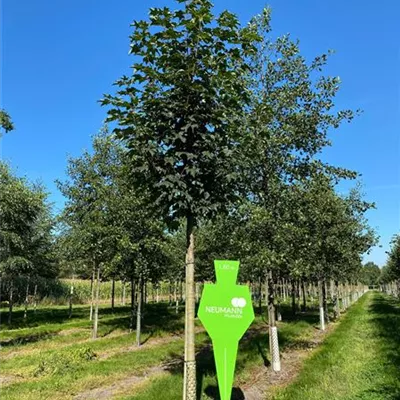 H 3xv mDb 10- 12 - Bergahorn 'Bruchem' - Acer pseudoplatanus 'Bruchem' - Collection