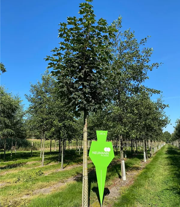 Acer pseudoplatanus 'Bruchem' - Collection