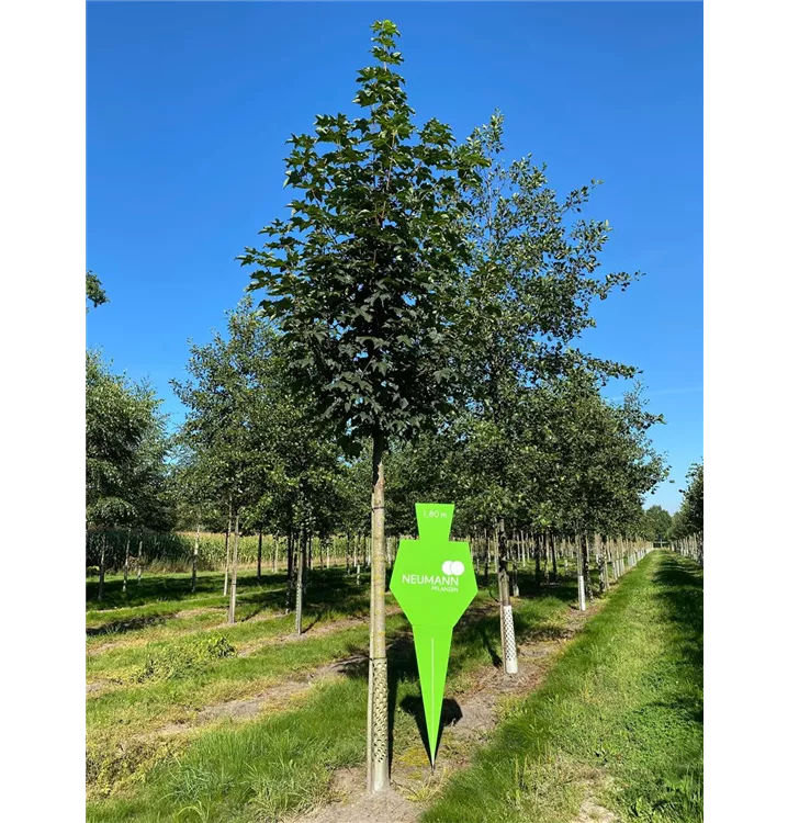 Bergahorn 'Bruchem' - Acer pseudoplatanus 'Bruchem' - Collection