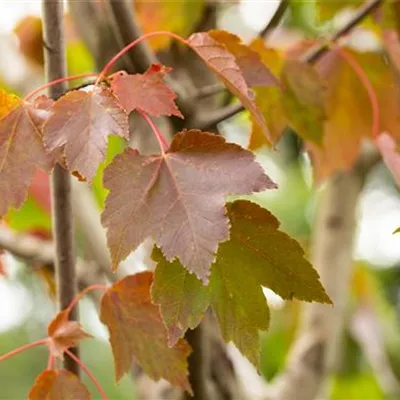 Sol 3xv mDb mehrst. 150- 200 - Rotahorn 'October Glory' - Acer rubrum 'October Glory' - Collection