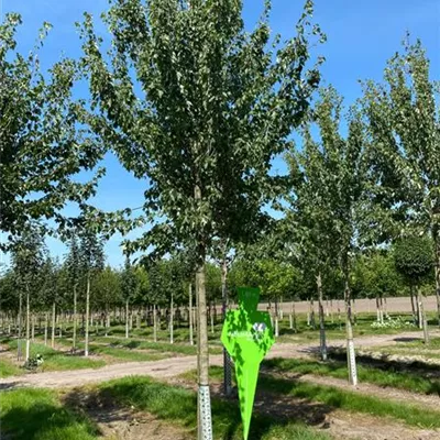 Sol Baum 4xv mDb 150-200 x 400-500 25- 30 - Rotahorn 'Red Sunset' - Acer rubrum 'Red Sunset' - Collection