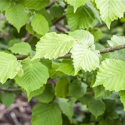 im Container 80 - 100 - Haselnuss - Corylus avellana