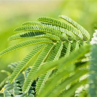 Hochstamm 18-20 24-1234 1250 - Seidenbaum - Albizia julibrissin - Collection