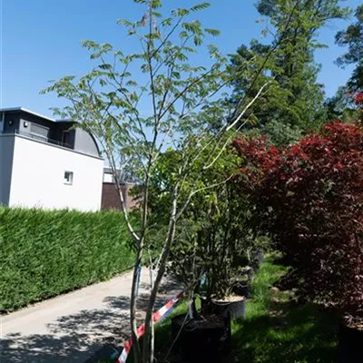 MB 225-250 - Seidenbaum - Albizia julibrissin - Collection