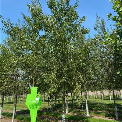 H 3xv mDb 12- 14 - Italienische Erle - Alnus cordata - Collection