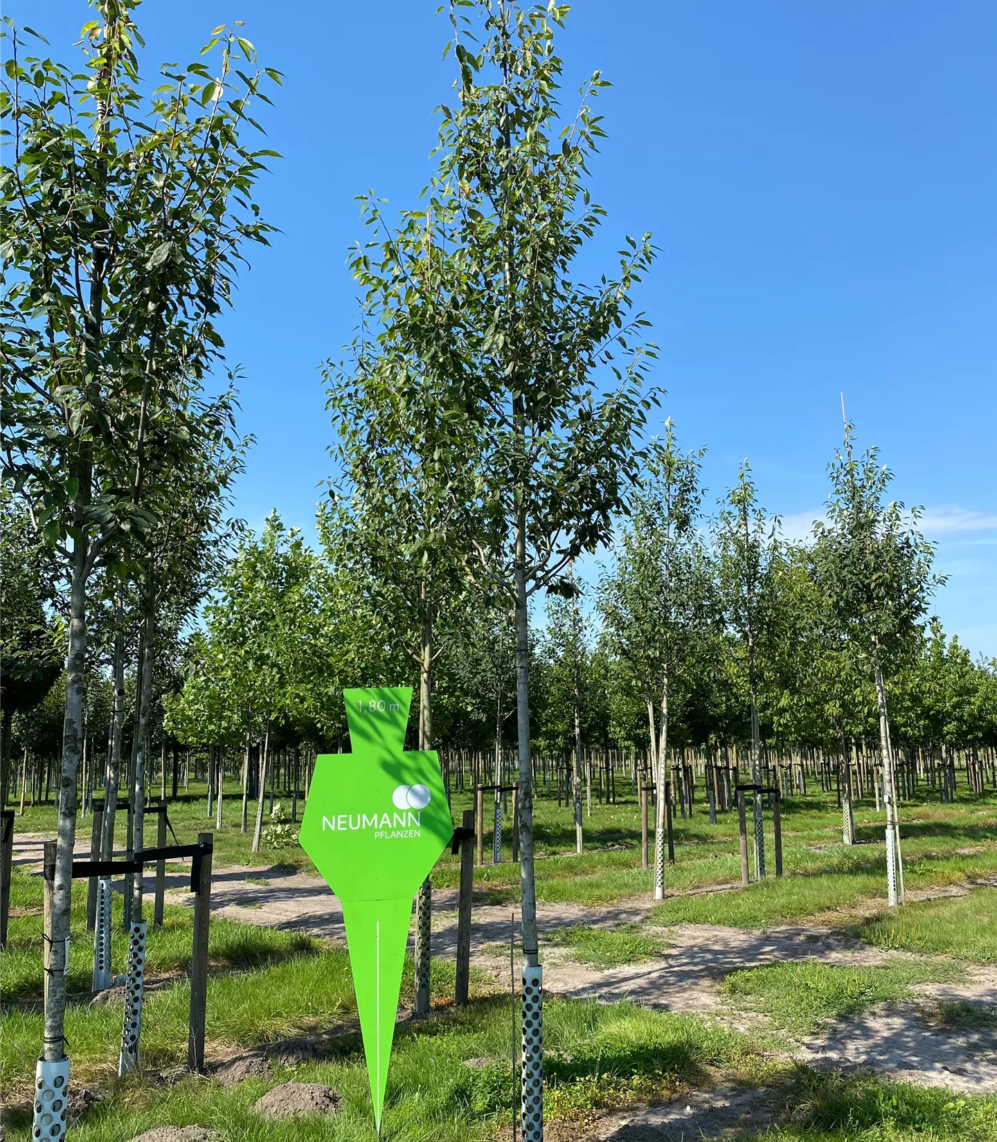 Amelanchier arborea 'Robin Hill' - Collection