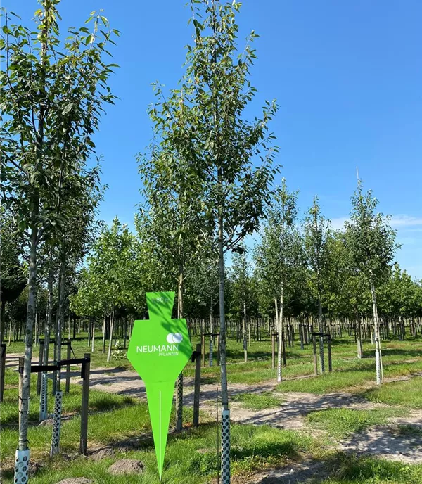 Amelanchier arborea 'Robin Hill' - Collection