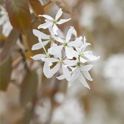 Sol 3xv mB 80- 100 - Felsenbirne 'Ballerina' - Amelanchier 'Ballerina' - Collection