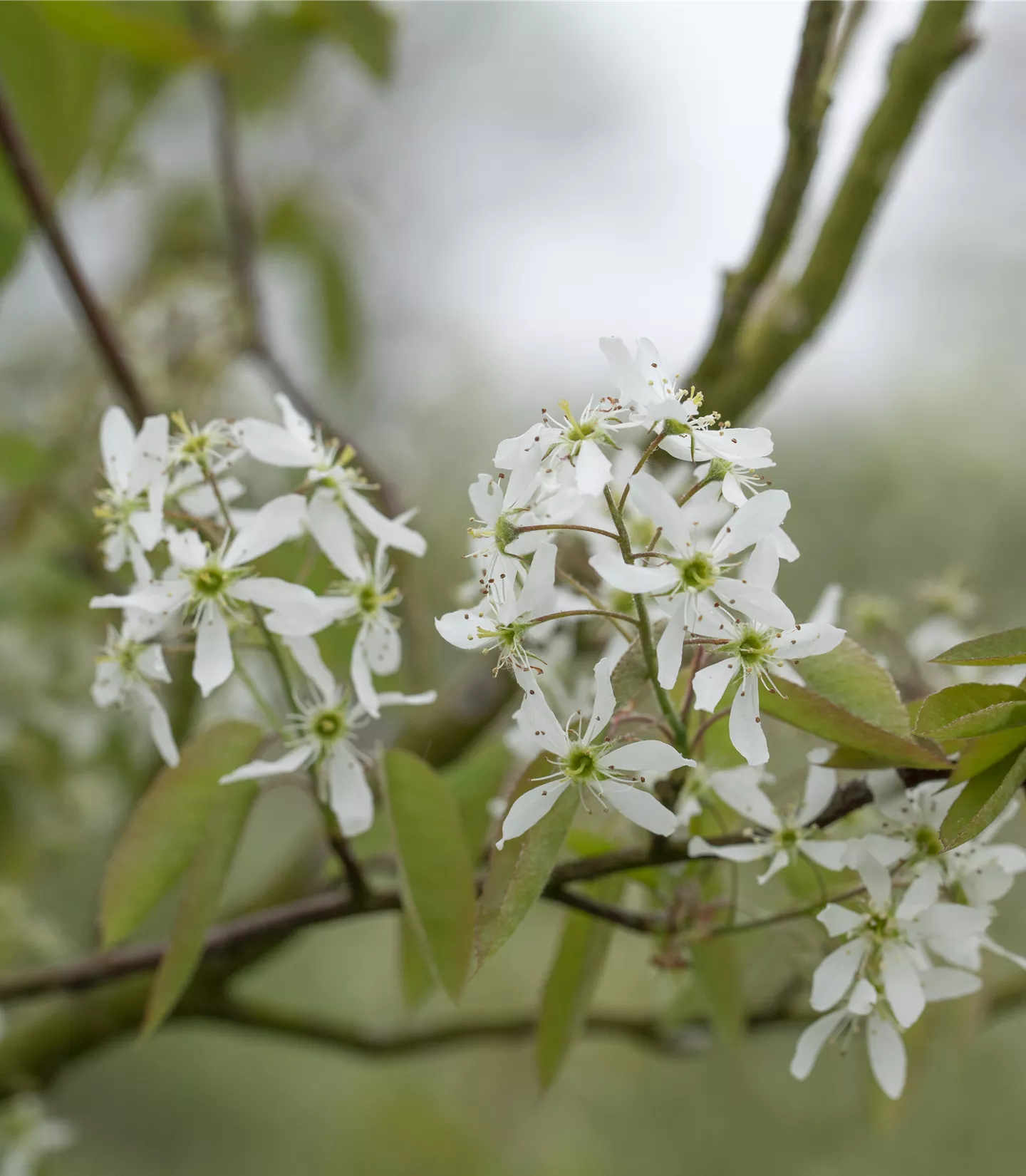 Amelanchier laevis - Collection