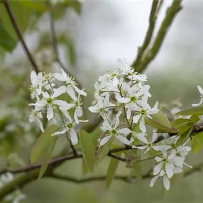 Sol 3xv mB 80- 100 - Hängende Felsenbirne - Amelanchier laevis - Collection