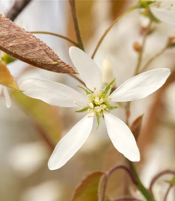 Amelanchier lamarckii - Collection