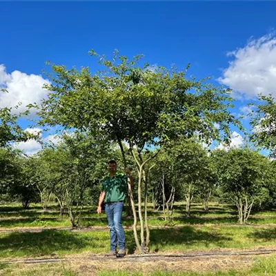 Schirmform 200 - 300 x 350 - 400, Nr. HP22-10C 4900 - Kupfer-Felsenbirne - Amelanchier lamarckii - Collection