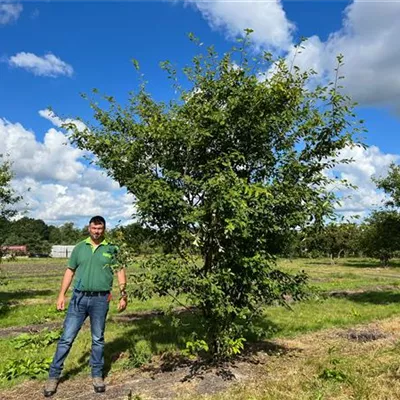 Sol 150 - 200 x 350 - 400 - Kupfer-Felsenbirne - Amelanchier lamarckii - Collection