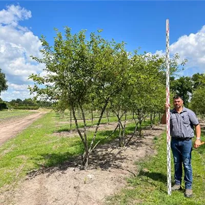 Schirmform 200 - 300 x 300 - 350, Nr. 22.61A 2950 - Kupfer-Felsenbirne - Amelanchier lamarckii - Collection