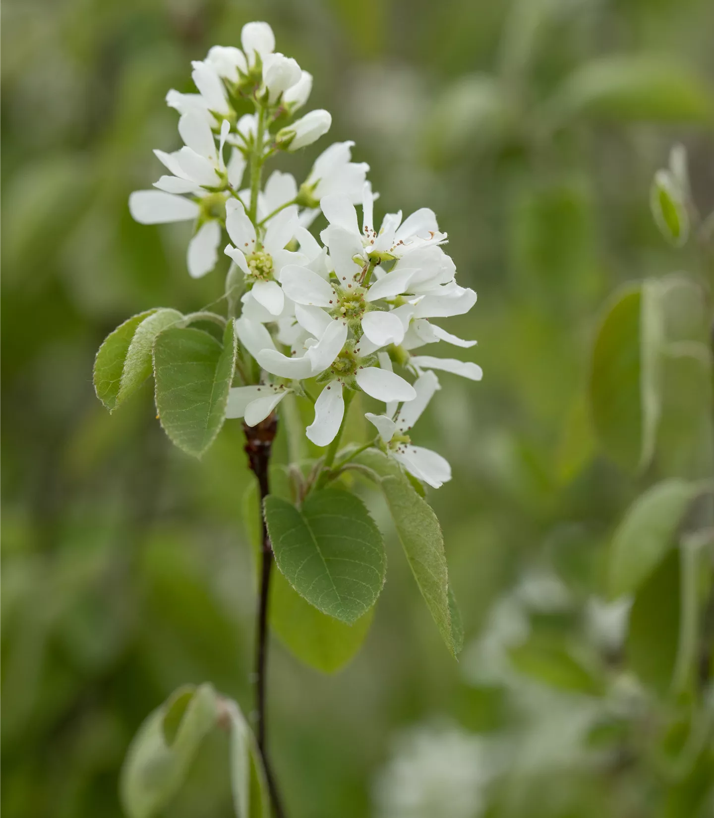 Amelanchier ovalis - Collection