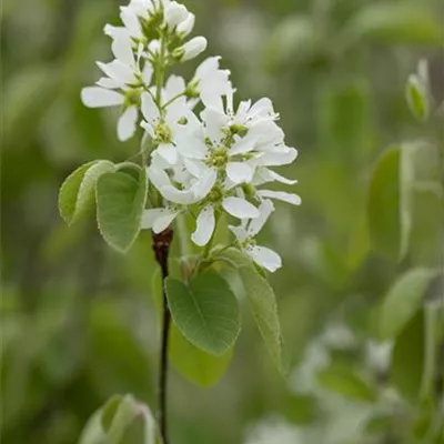 Sol 3xv mB 200- 250 - Gewöhnliche Felsenbirne - Amelanchier ovalis - Collection