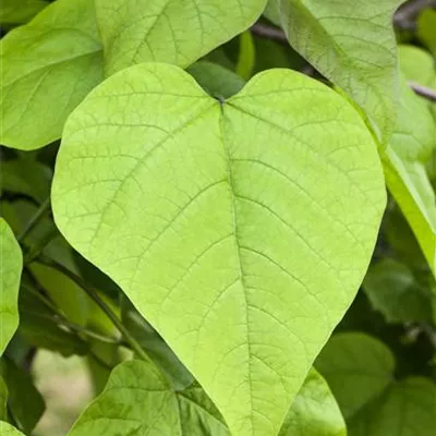 Hochstamm mit Ballen Stammumfang 12 - 14cm - Trompetenbaum - Catalpa bignonioides 'Nana'