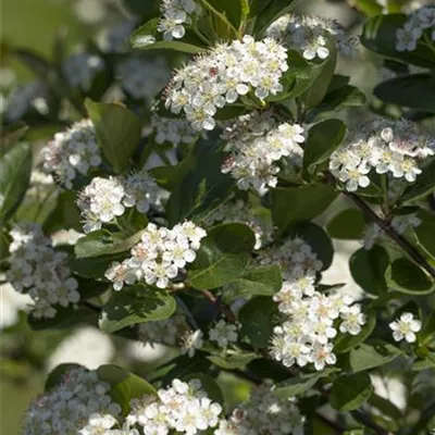 Sol 4xv mDb 200-300 x 200- 250 - Apfelbeere 'Viking' - Aronia prunifolia 'Viking' - Collection