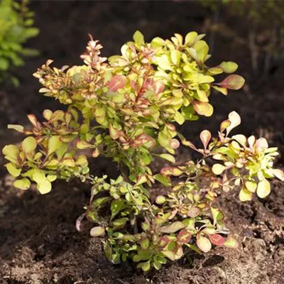 Sol 3xv mB 60- 80 - Grüne Heckenberberitze - Berberis thunbergii - Collection