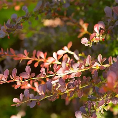 Sol 3xv mB 60- 80 - Rote Heckenberberitze - Berberis thunbergii 'Atropurpurea' - Collection