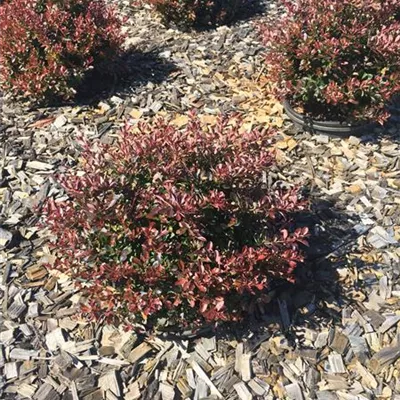 Sol 3xv mB 40- 60 - Rote Heckenberberitze - Berberis thunbergii 'Atropurpurea' - Collection