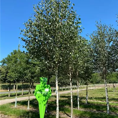 Sol Baum mehrst 5xv mDb 300-400 x 600- 700 - Himalayabirke - Betula jacquemontii - Collection