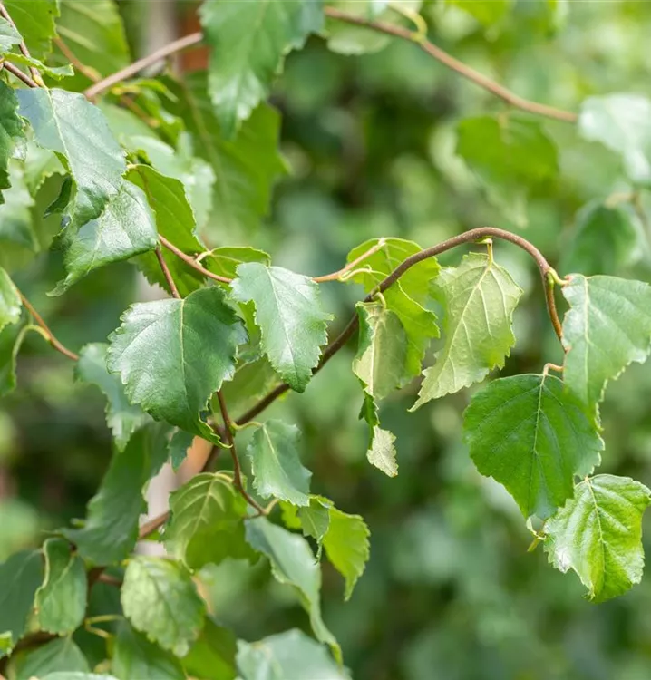 Säulenbirke - Betula pendula 'Fastigiata' - Collection