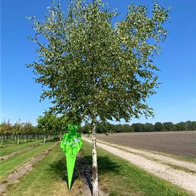 Sol Baum 4xv mDb 150-200 x 400-500 20- 25 - Sandbirke - Betula pendula - Collection