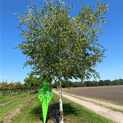 Sol 3xv mDb 200- 250 - Sandbirke - Betula pendula - Collection