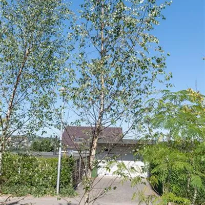 MB 500-525 314.313 WA - Sandbirke - Betula pendula - Collection