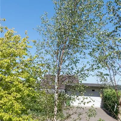 MB 500-525 314.314 WA - Sandbirke - Betula pendula - Collection