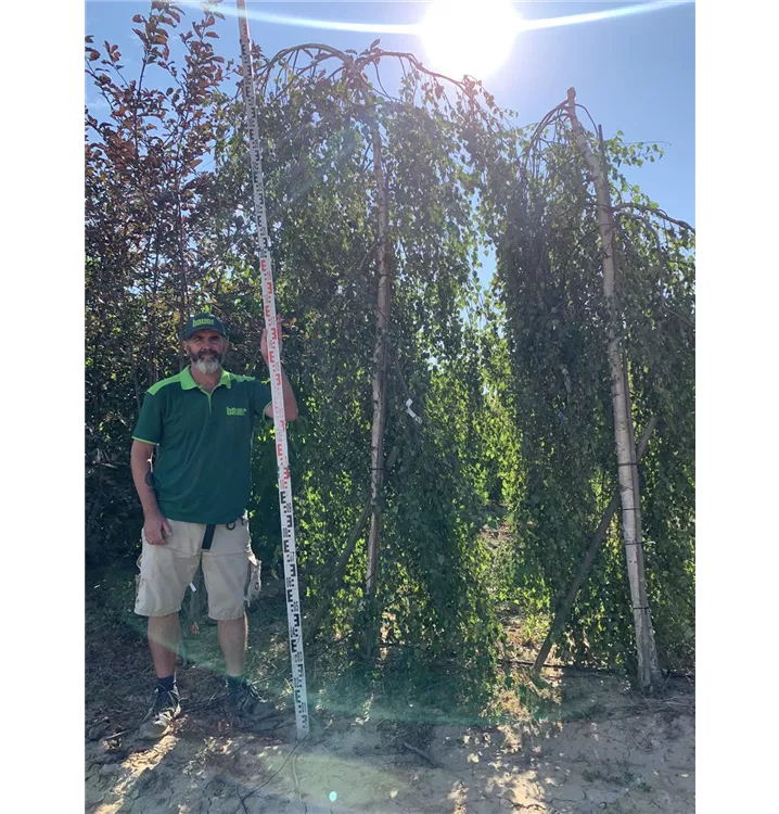 Trauerbirke - Betula pendula 'Youngii' - Collection