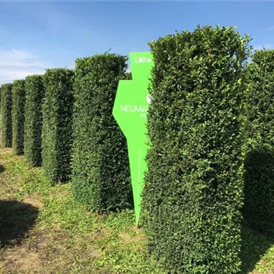 Heckenelement 4xv mDb 40 x 80 x 150- 175 - Buchsbaum - Buxus sempervirens 'Raket' - Collection