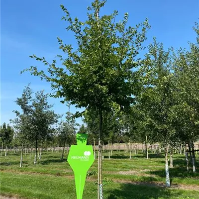 H 4xv mDb 20- 25 - Hainbuche,Weißbuche - Carpinus betulus - Collection