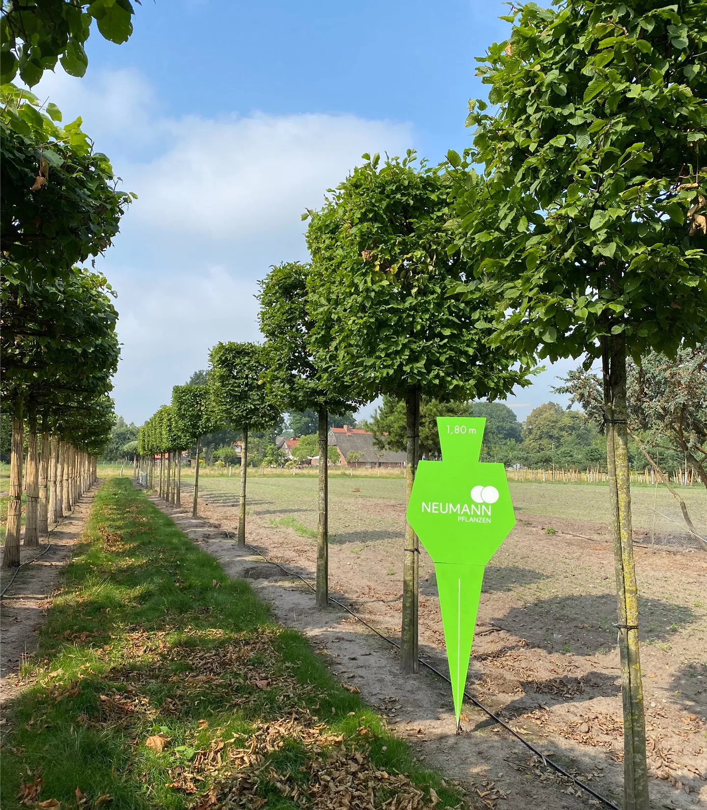 Carpinus betulus - Collection