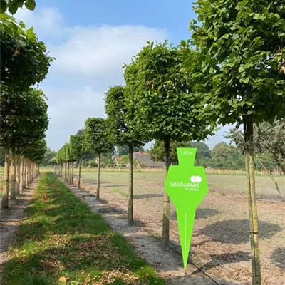 H 2xv mB 7- 8 - Hainbuche,Weißbuche - Carpinus betulus - Collection