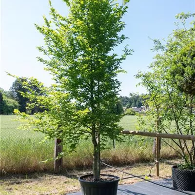 Sol 450-500, Nr. 101, 1577 - Hainbuche,Weißbuche - Carpinus betulus - Collection